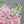 Load image into Gallery viewer, Cosmopolitan - Fresh Flower Bar