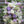 Load image into Gallery viewer, A funeral spray with white and pale purple flowers.
