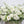 A photo of a Full Casket Cover made with all white flowers.